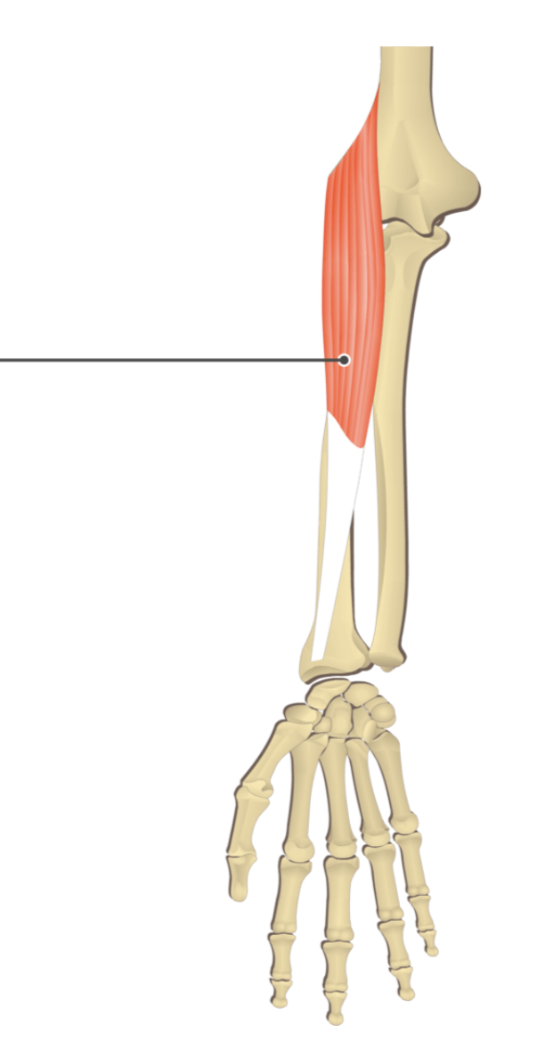 <p></p><p>origin: lateral epicondyle of humerus</p><p>insertion: styloid process of radius</p>