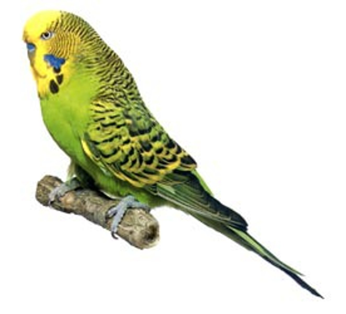 <p>a budgie</p>