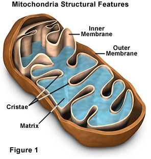 1. Site of respiration
2. Release energy