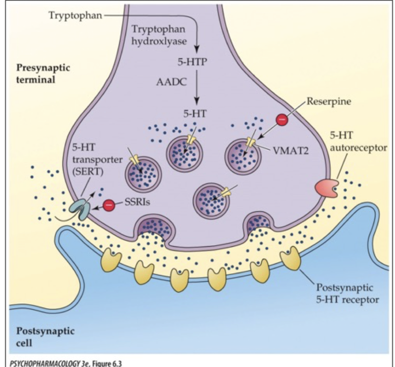 <p>adrenal medulla </p>