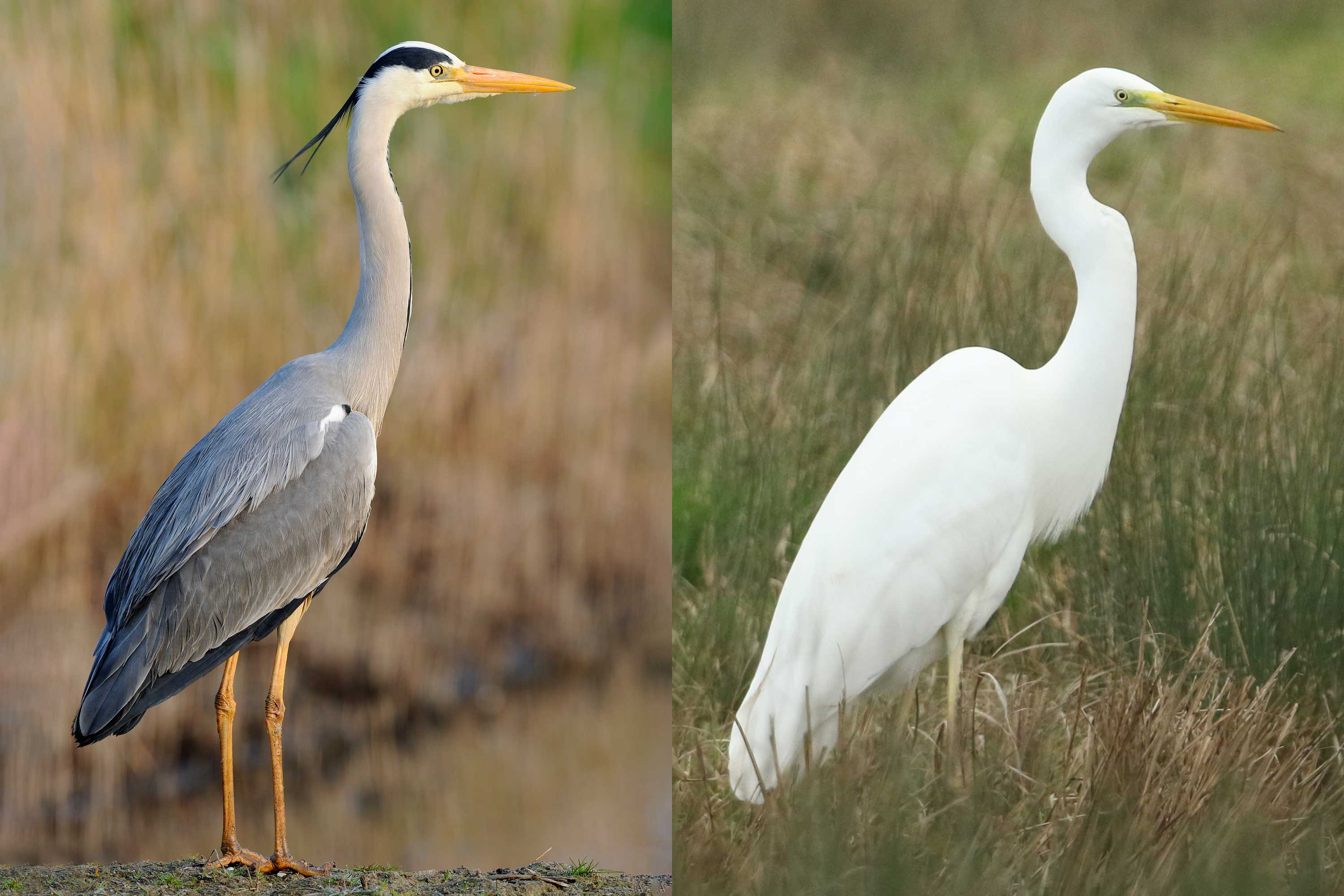 <p>tall bird, long legs and neck, fish-spearing bill, neck folds into S, whites, greys, blacks</p>
