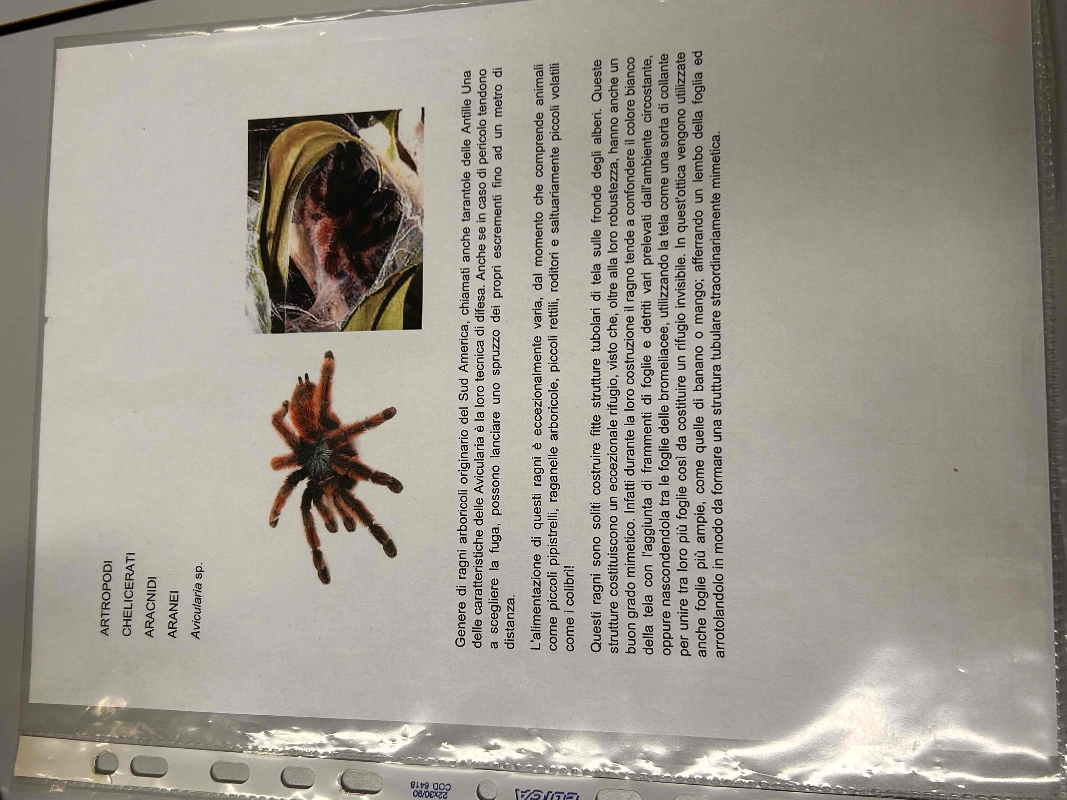 <p>Chelicerati</p><p>Aracnidi</p><p>Aranea</p><p>Avicularia sp.</p>