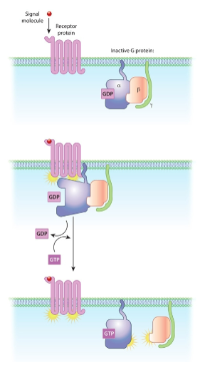 * To visualize sensory neurons we used a line of worms that express the lacZ gene under the control of the gpa-1 promoter.
* gpa-1:
  * Encodes a member of the G protein alpha subunit family of heterotrimeric GTPases that is involved in chemotaxis to water-soluble odorants.
  * It is expressed in amphid and phasmid sensory neurons.
