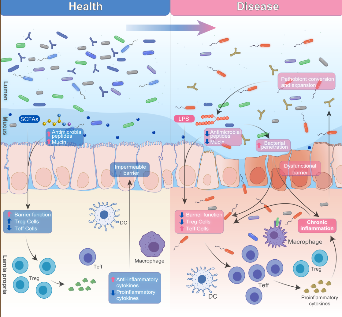 <ul><li><p>microbial homeostasis is key for systemic homeostasis, and microbial dysbiosis (bad changes in the microbome community) can be a precursor to a number of health conditions</p></li><li><p>microbial dysbiosis → impaired epithelial barrier → translocation of food particles, toxins, microbes, etc. into lamina propria (gut) → immune activation → pathology</p></li></ul><p></p>