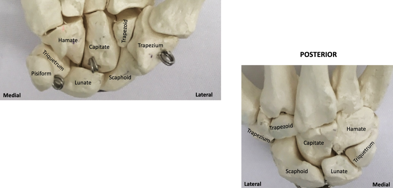 <p>What bones are these?</p>
