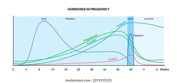 <ul><li><p>Oestriol levels <strong>rise sharply in the final weeks of pregnancy</strong>, signalling that the fetus is mature and labour is approaching.</p></li><li><p>Increases <strong>uterine sensitivity to oxytocin</strong>, a hormone that stimulates contractions</p></li><li><p><span style="font-size: medium; color: rgb(0, 0, 0);">high levels indicate healthy fetal development and placenta function</span></p></li></ul><p></p>
