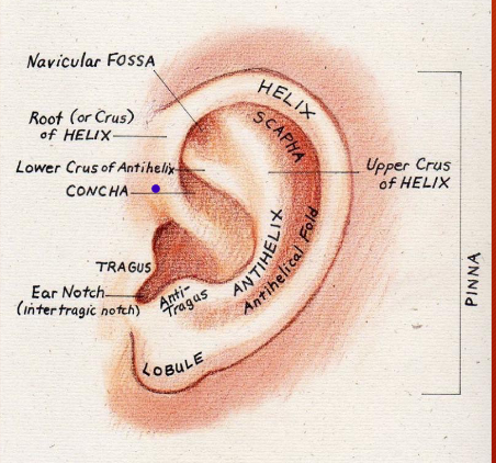 <p>Poorly innervated, very variable, vestigial muscles, 4 dB increase in sound level, minimal localization. Structures are composed of cartilage; the cartilage continues part way into the external auditory meatus. Structures of the pinna play a role in localizing enviro sounds in the up-down and front-back dimensions and high pitch sounds from back of the hear.</p><p>Funnels sound into ear. Has a resonance around 5000-6000 Hz. Blocks high frequency sounds that are coming from behind the ear. </p>