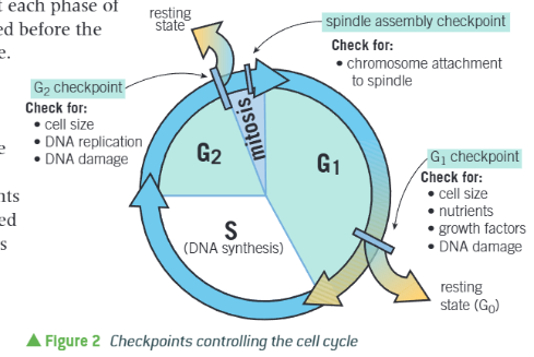 <ol><li><p><strong>G₁ phase (Gap 1):</strong></p><ul><li><p>Proteins for organelle synthesis made (the RNA, enzymes and other proteins)</p></li><li><p>Organelles replicate.</p></li><li><p>Synthesis of cytoplasm</p></li><li><p>Cell increases in size.</p></li></ul></li><li><p><strong>S phase (Synthesis):</strong></p><ul><li><p>DNA replicated in nucleus.</p></li></ul></li><li><p><strong>G₂ phase (Gap 2):</strong></p><ul><li><p>Cell continues to grow.</p></li><li><p>Cell organelles grow &amp; divide</p></li><li><p>Energy stores increase.</p></li><li><p>Duplicated DNA checked for errors.</p></li><li><p>Production of tubulin protein, which is used to make microtubules for the mitotic spindle)</p></li></ul></li></ol><p>Interphase = G1 + S + G2</p>