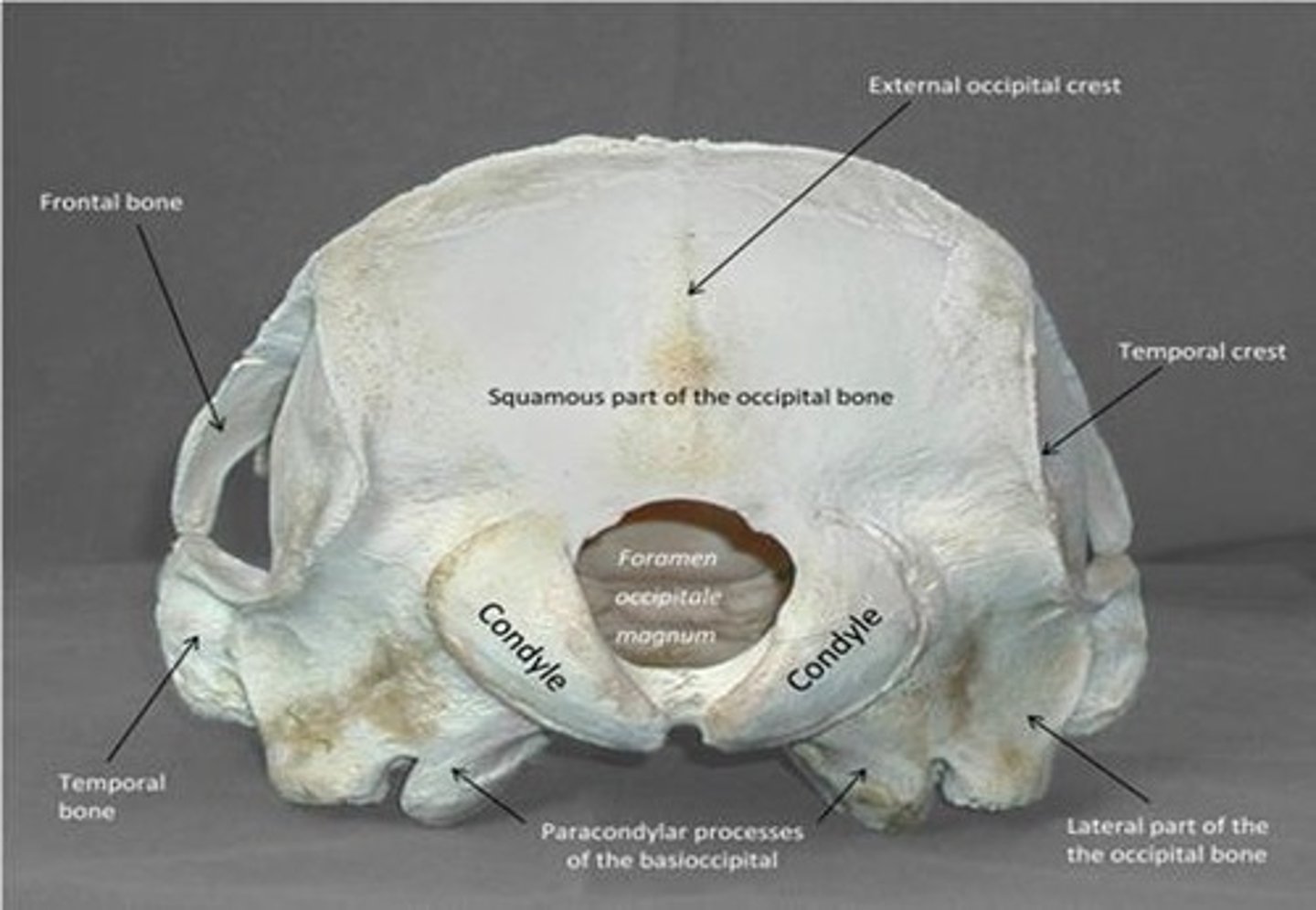 <p> forms a ring, the foramen magnum, around the junction of the medulla oblongata and the spinal cord.</p>