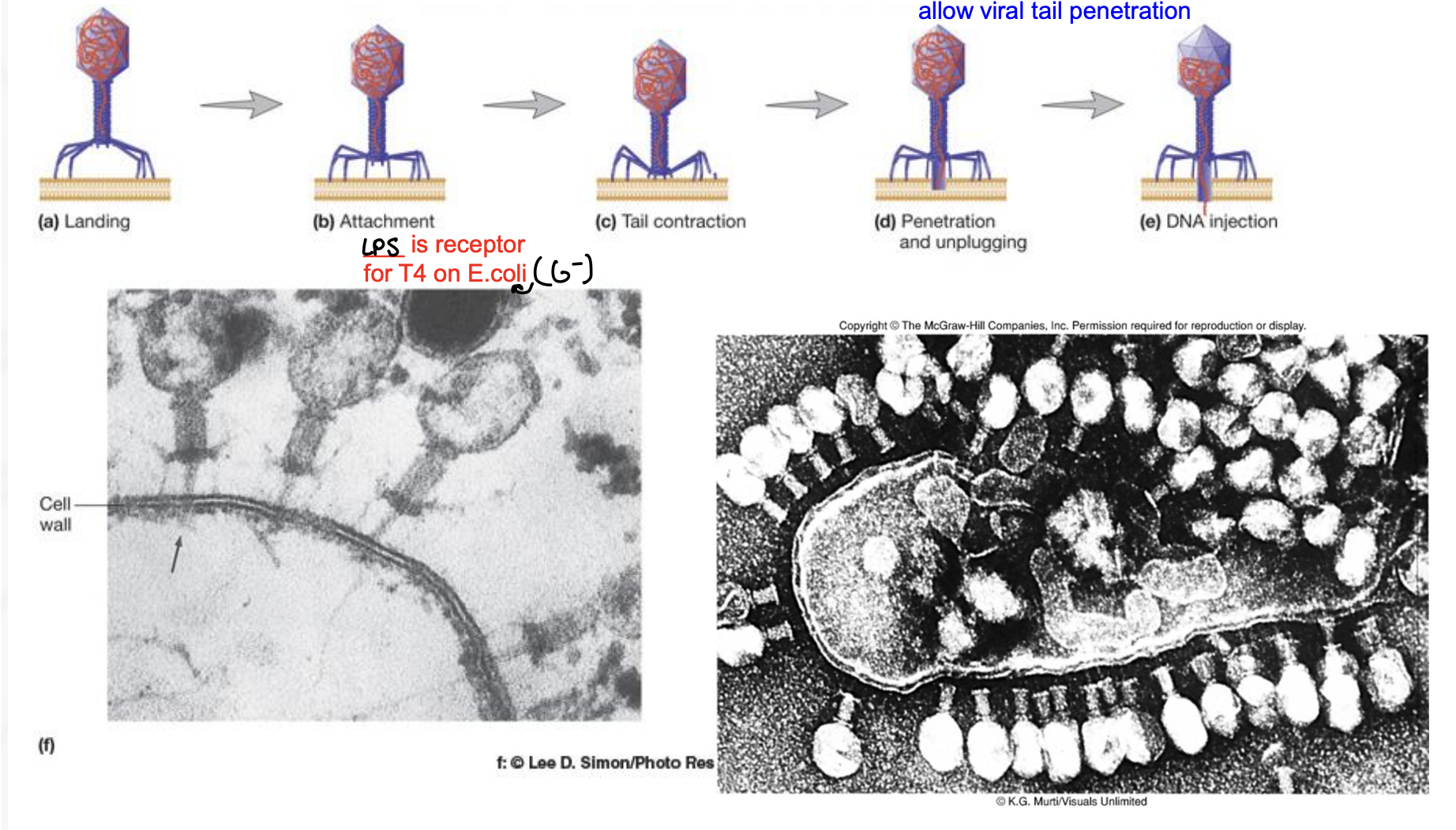 <ul><li><p><strong>T4 produces lysozyme </strong>= weakens E. coli’s cell wall to allow viral tail penetration&nbsp;</p></li><li><p><strong>LPS is a receptor for T4 on E.coli (gram negative)&nbsp;</strong></p></li></ul><p></p>