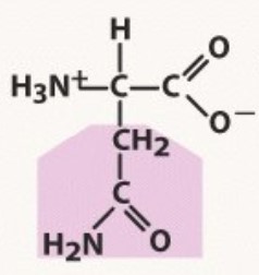 Polar uncharged
-A before G, 1 methyl before 2
-INE has Nitrogen
