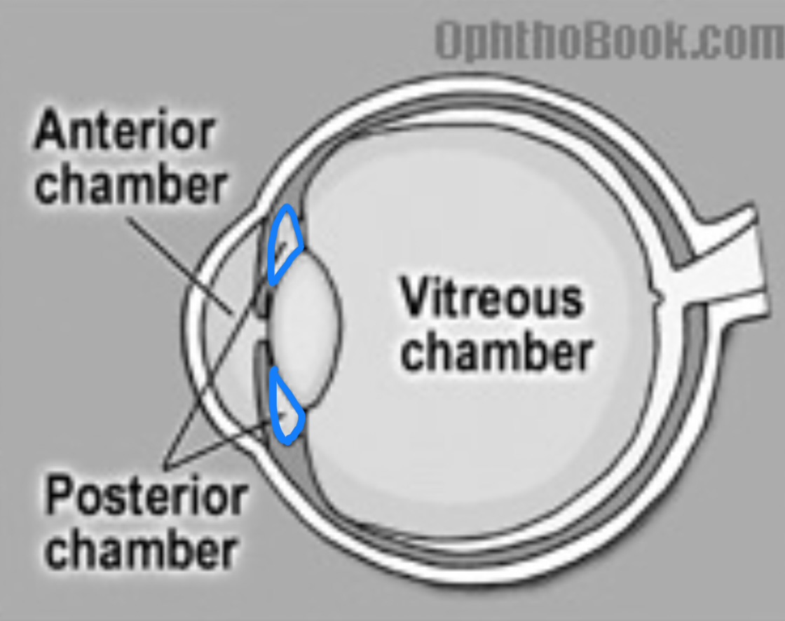 <p>What structure is this?</p>