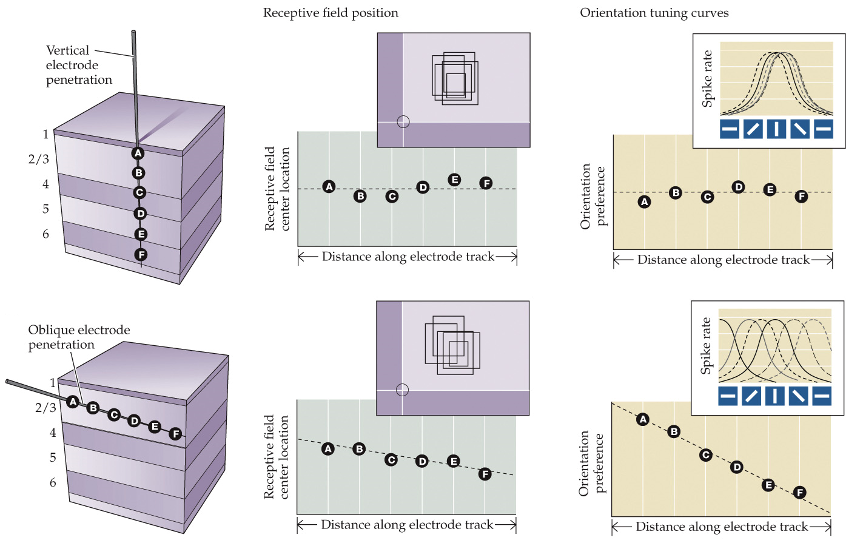 <ul><li><p>neurons form radial columns centered on the same field with similar orientation preferences</p></li></ul><p></p>