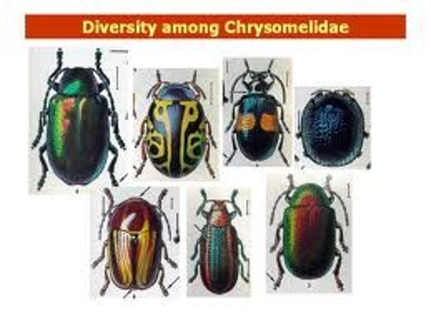 <p>Bright or metallic, eat leaves and flowers, larvae attack roots and devour leaves, beneficial pests (biocontrol weeds), vectors of plant diseases</p>