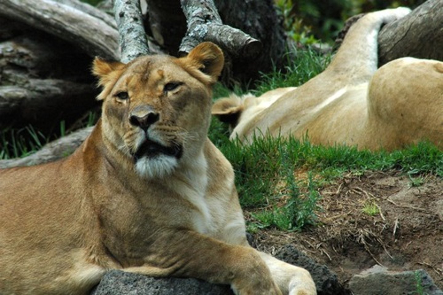 <p>typically a carnivore near the top of the energy pyramid that feeds on organisms in lower trophic levels; typically found in the fifth trophic level</p>