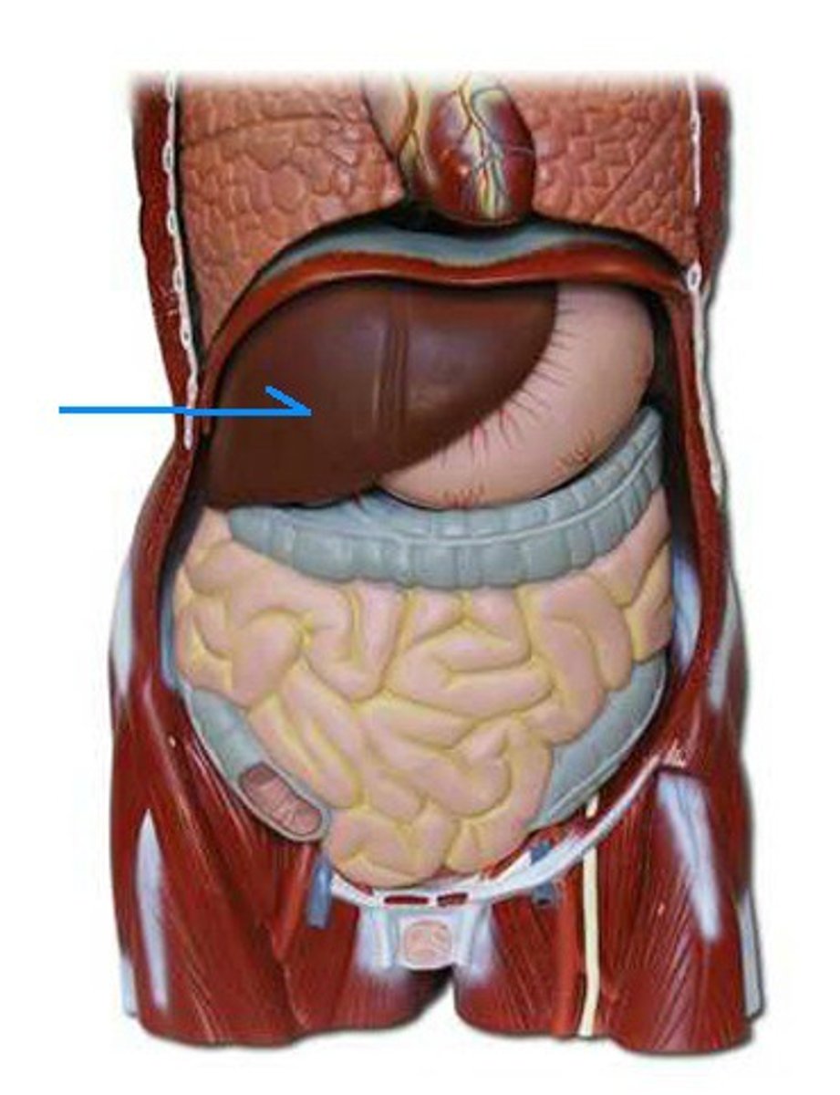 <p>lobe</p>