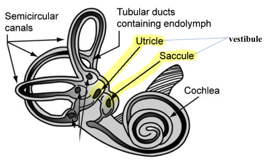 <p>Saccule and Utricule </p>