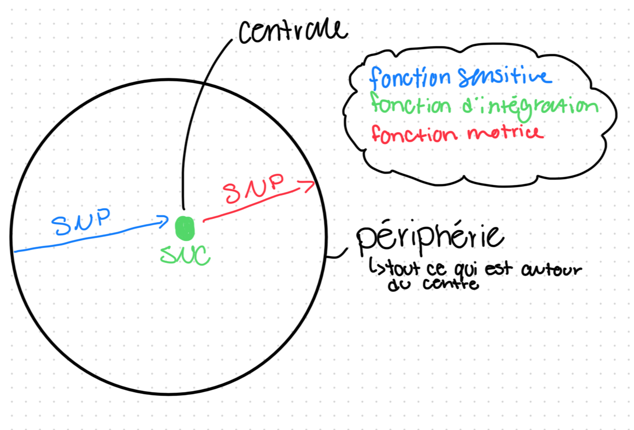 <ul><li><p><mark data-color="blue">fonction sensitive quand on part de la périphérie au système nerveux central</mark></p></li><li><p><mark data-color="red">fonction motrice quand on part du système nerveux central à la périphérie</mark></p></li></ul>