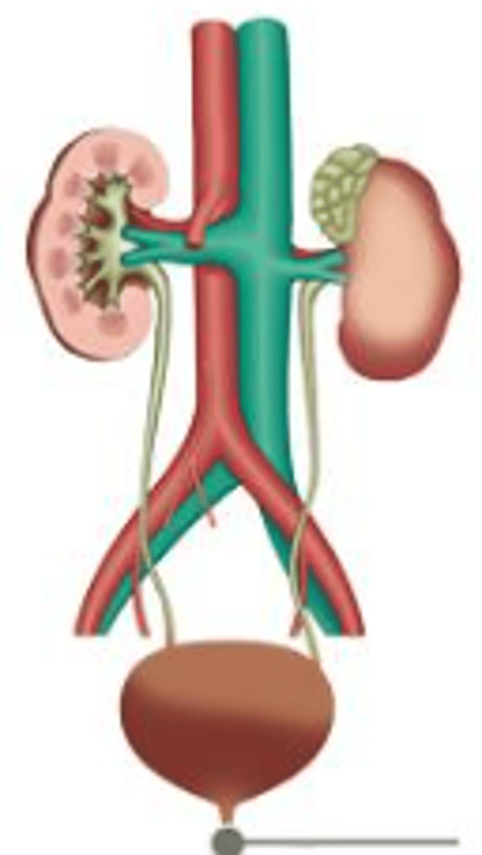<p>A(n) ______ is a tube that carries urine from the bladder out of the body.</p>