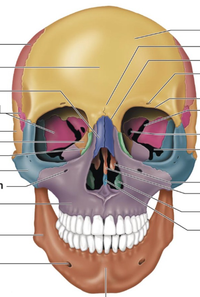 <p>Where is the supraorbital foramen (notch)?</p>