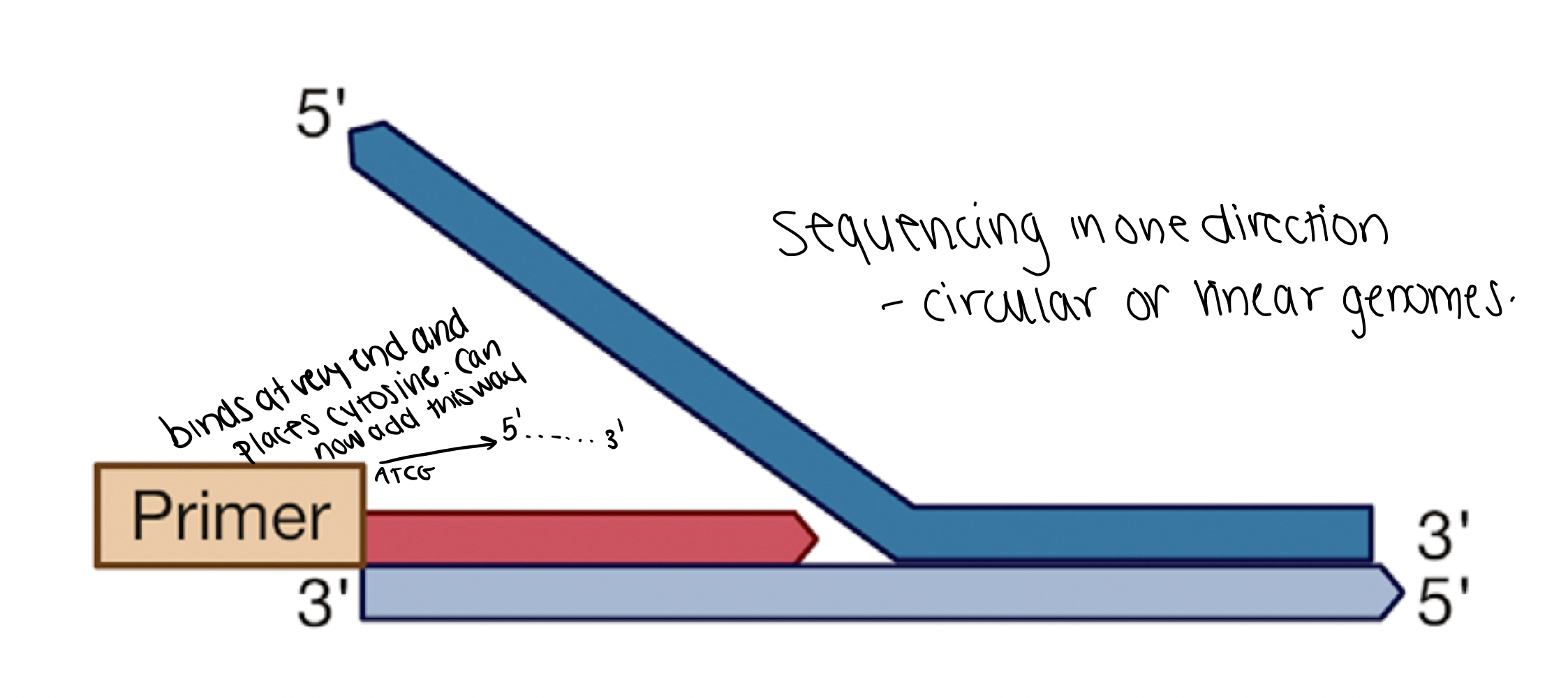 <p>Yes. The primer binds at the very end and places a cytosine there. Now, a strand can begin adding, 5’-3’.</p>