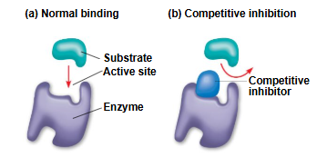 <p>How do Competitive Inhibitors work?</p>