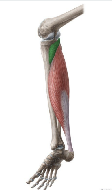 <p>MUSCLE:</p><p>ORIGIN:</p><p>INSERTION:</p><p>NERVE:</p><p>ACTION:</p>