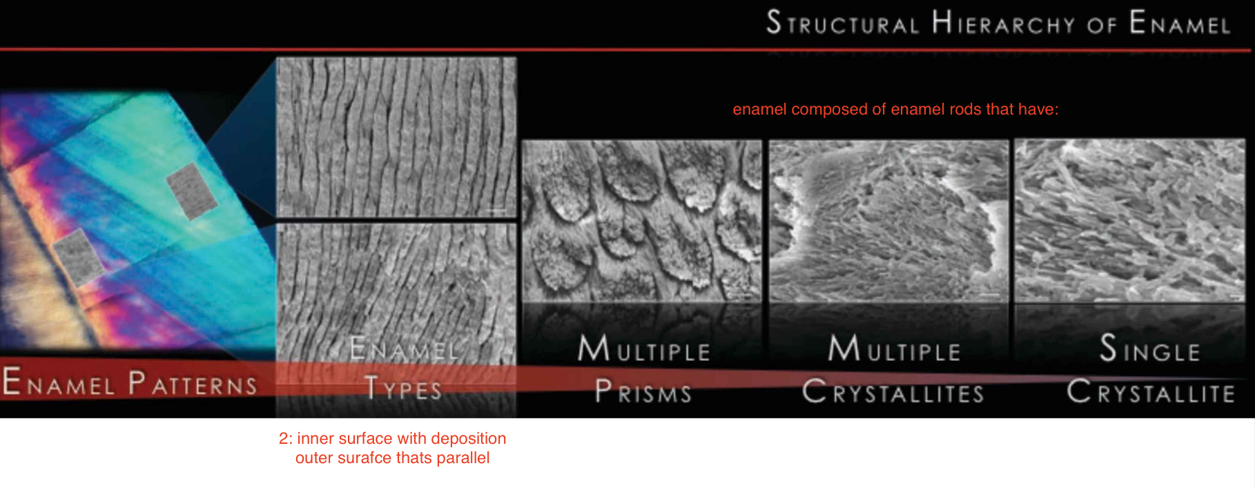 <p>enamel patterns → 2 types: inner surface with deposition & outer surafce thats parallel → enamel composed of enamel rods that have: multiple prisms, multiple crystallites, single crystallite</p>