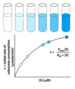 <ul><li><p><span><em><span>v</span></em><span> = rate;</span></span></p></li><li><p style="text-align: justify;"><span><span>[S] = substrate concentration;</span></span></p></li><li><p style="text-align: justify;"><span><em><span>V</span></em><sub><span>max</span></sub><span> = rate when all enzyme active sites are occupied (</span><em><span>the enzyme is saturated</span></em><span>);</span></span></p></li><li><p style="text-align: justify;"><span><em><span>K</span></em><sub><span>m </span></sub><span>= [S] at which </span><em><span>v</span></em><span> = ½ </span><em><span>V</span></em><sub><span>max</span></sub></span></p></li></ul><p></p>