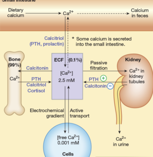 <p>What should happen to maintain calcium balance?</p>