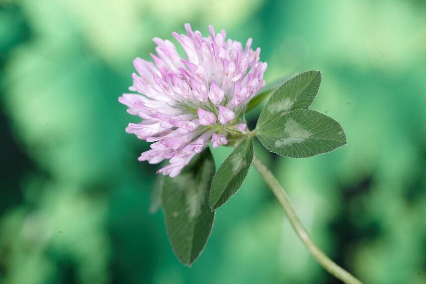 <p><span>Fabaceae</span></p>