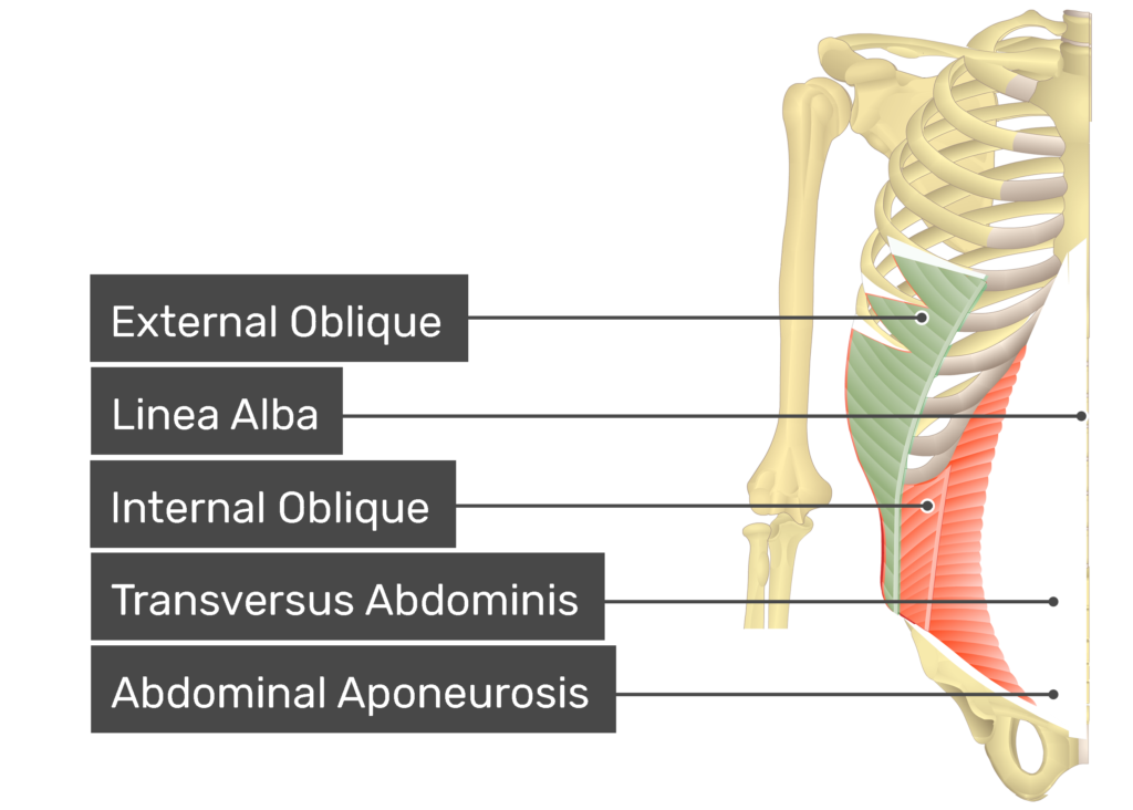 <ul><li><p>Action: Compresses abdomen, trunk ipsilateral lateral flexion, ipsilateral trunk rotation, active in forced expiration</p></li><li><p>Innervation: Intercostal</p></li></ul><p></p>