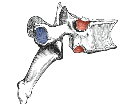 <p>A flattened or shallow articulating surface</p>