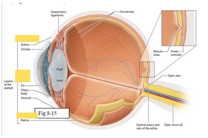 <ul><li><p>Outer fibrous layer</p></li><li><p>Middle vascular layer</p></li><li><p>Inner neural layer</p></li></ul><p></p>