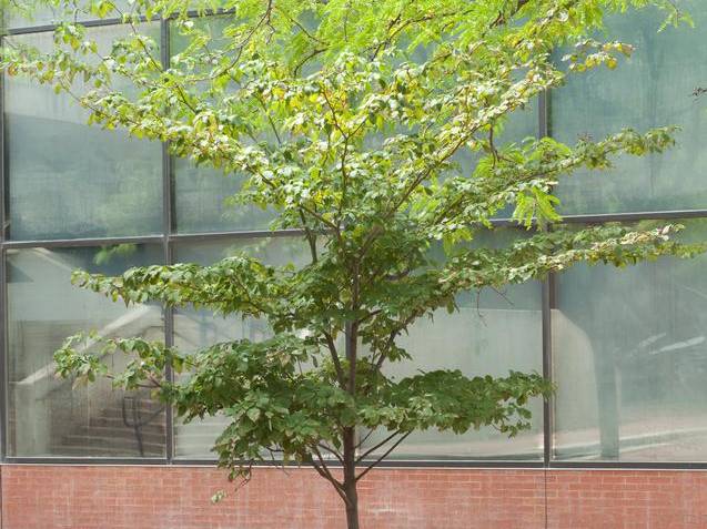 <p>Thicketing shrub to small tree, alternate arrangement, leaves clustered at ends of branches, simple entire leaves with paired U-shaped veins, valvate terminal buds, flowers with four petals held in corymbs, fruits are drupes, branches arranged in flat horizontal layers then curve upward and diverge in Y-shapes&nbsp;</p>