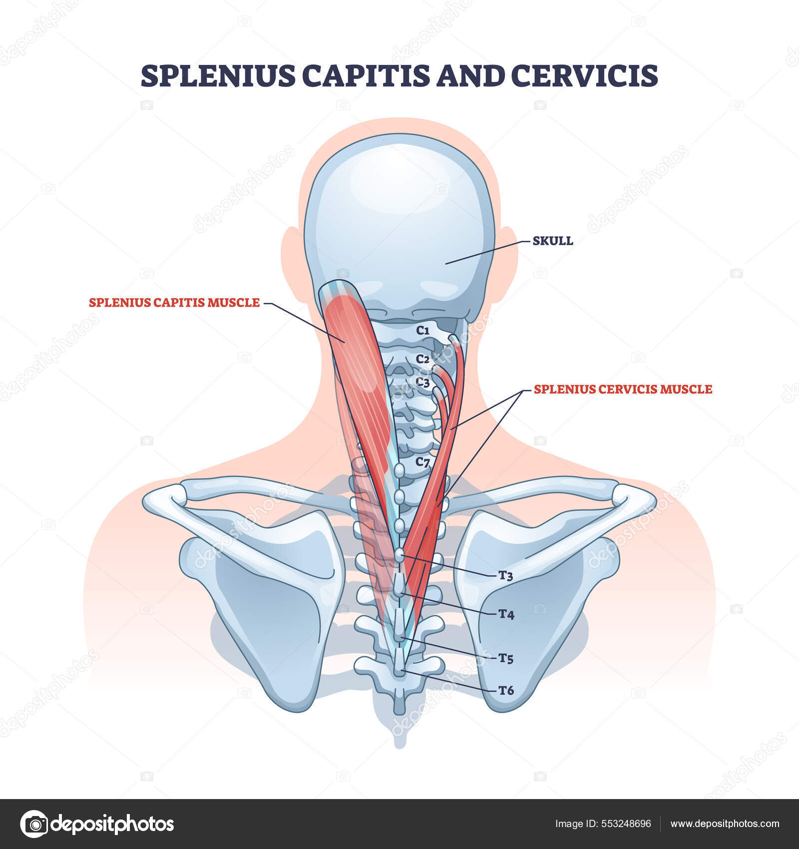 <p>Splenius capitis</p>