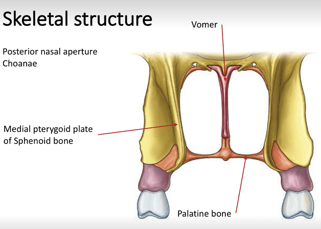 <p>At the posterior nasal aperture.</p>