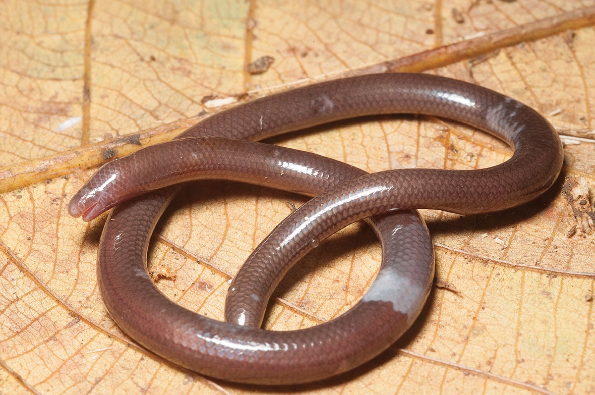 blind skinks (basal family)

\

1. burrowers with vestigial eyes covered by scales
2. lack external ear openings
3. both ends of body are blunt
4. males have small, flaplike hindlimbs and females are limbless