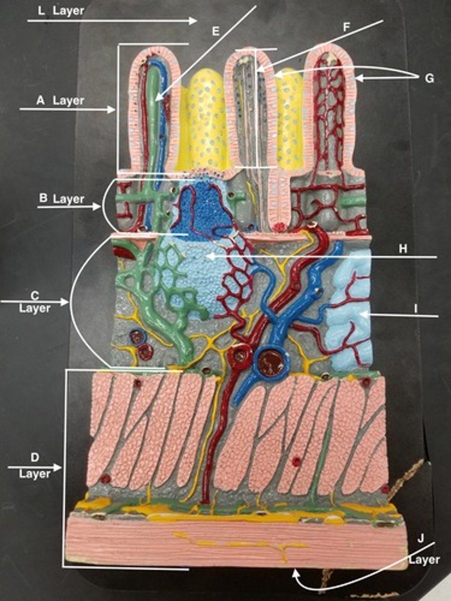 <p>Structure I</p>