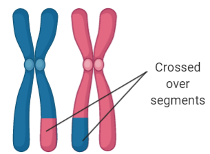 non-sister chromatids from each homologous chromosome exchange genetic information

If two genes are closer together on the chromosome, more likely to be inherited together during the exchange between the two chromosomes.