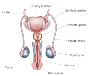 Male reproductive system.