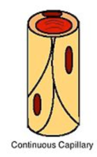 <p>continuous capillary</p>