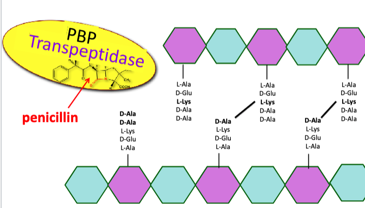 <p>penicillin binds to transpeptidase which blocks it from being able to link the D-Ala-D-Alas</p>