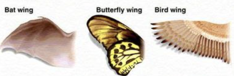 <p>similar function but different evolutionary origin</p>