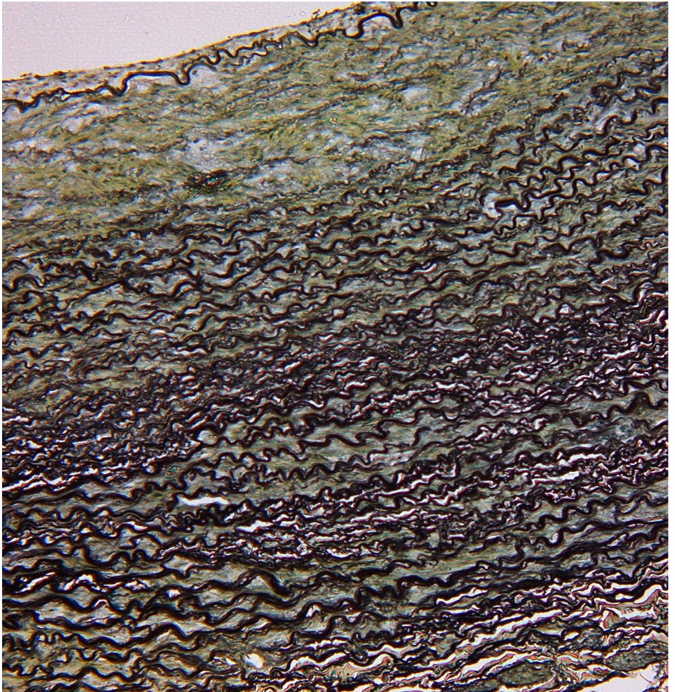 <p>identify </p><p>mention one site </p><p>mention the stain </p>