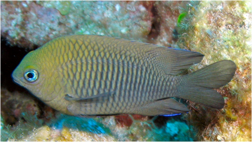 <p><span><span>juvenile or adult?</span></span></p>