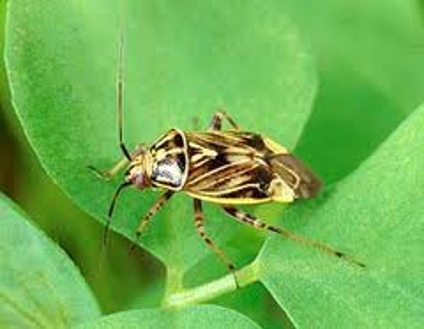 <p>True Bug</p>