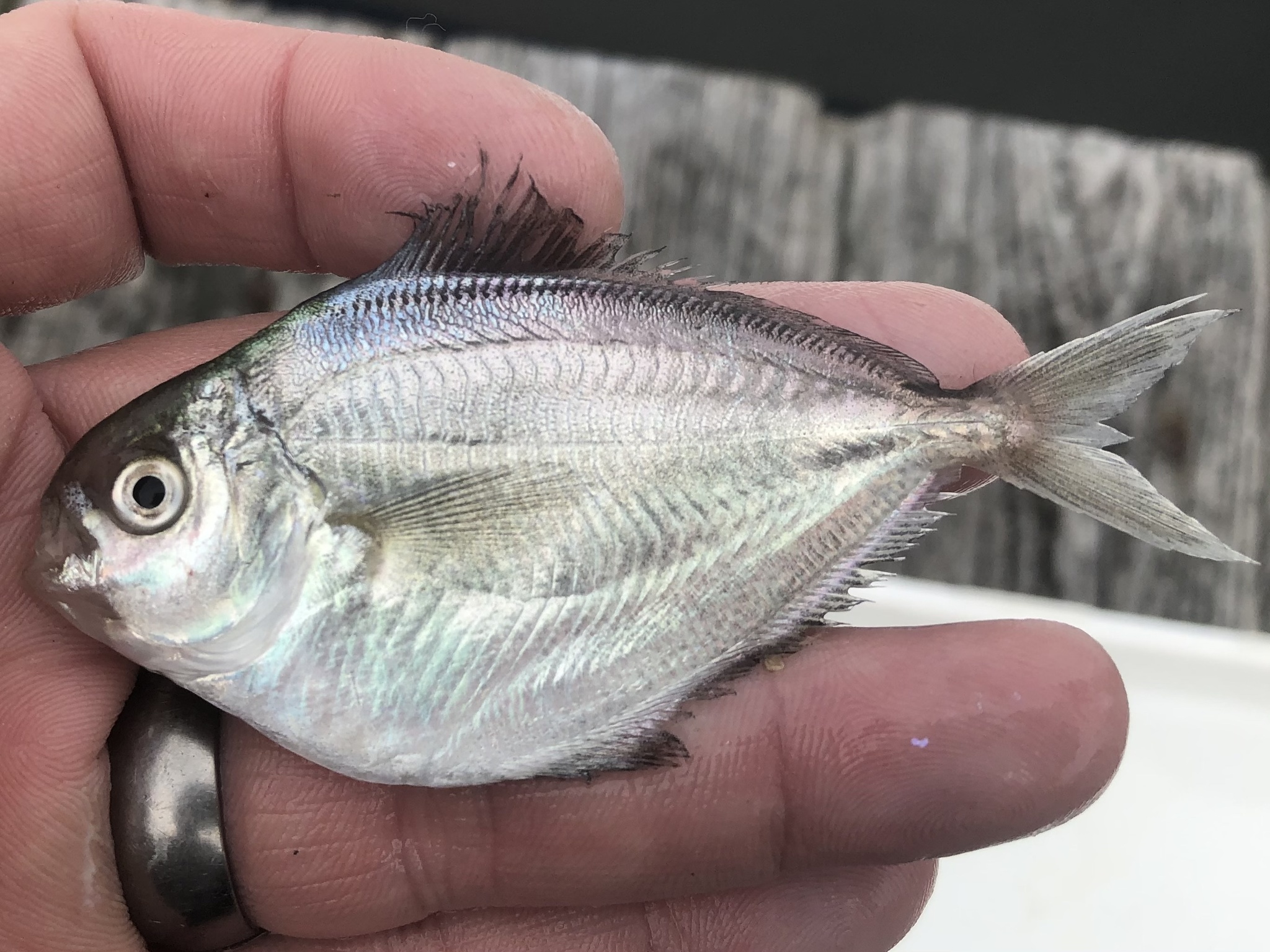<p>dull blue on the top, with pale sides and a silvery belly. </p><p>Numerous irregular dark spots fade after they are harvested.</p><p>Very thin and deep-bodied, like a flounder set upright, and somewhat circular or rounded.</p><p>Small mouths with weak teeth and blunt noses.</p>