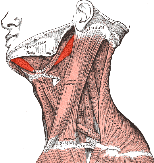 suprahyoid muscles 