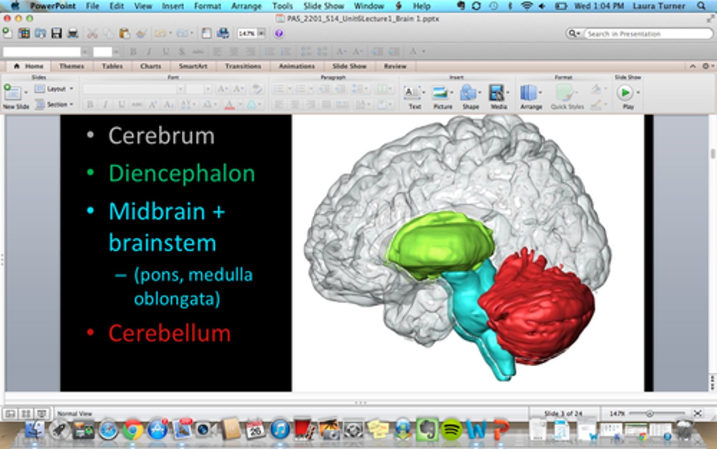 <p>1. Cerebellum<br>2. Cerebrum<br>3. Diencephalon<br>4. Brainstem</p>